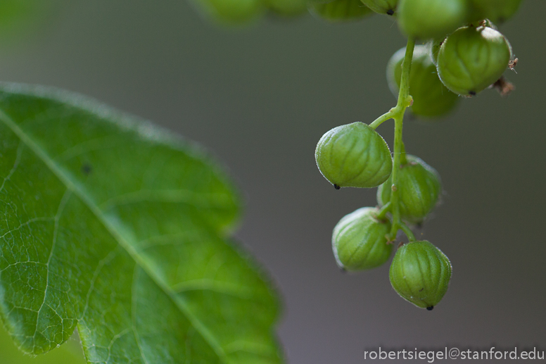 poison oak berries